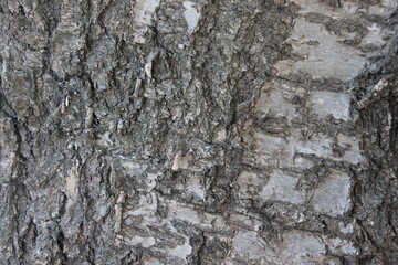 tree bark texture
