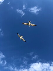 birds in flight