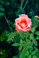Pink Rosa chinensis flower with green leaf	