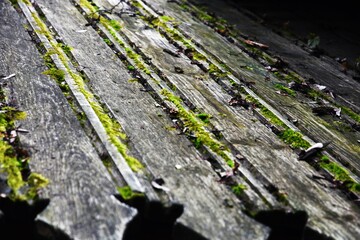 Moss on the stone
