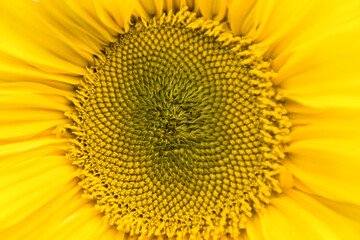 Obraz premium Sonnenblume