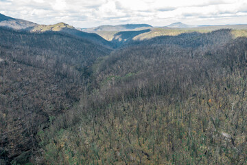 Obraz premium Aerial view of forest regeneration after severe bushfires in The Blue Mountains in Australia