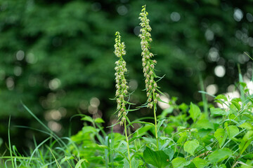 Epipactis helleborine, the broad-leaved helleborine, is a terrestrial species of orchid with a...