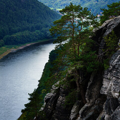 tree on an rock above a river