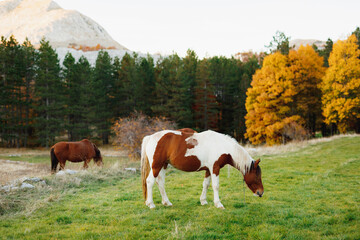 Fototapeta na wymiar A brown horse and a white-brown horse graze on a green meadow, against the backdrop of mountains and autumn forest.
