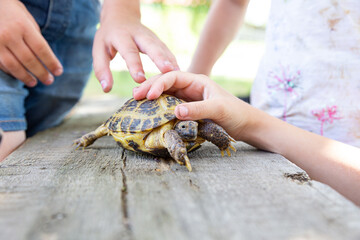 Central Asian land turtle crawls on a wooden board and looks into the camera. Children hold the turtle by the shell with their hands and stroke it. Taking care of a pet pet. Exotic animal, longevity.