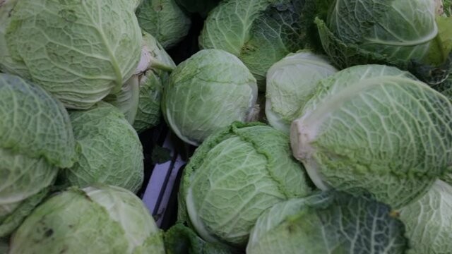 Fresh cabbage heads as background. Closeup view of organic leafy vegetables