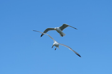 Blue sky with two seagulls flying in the air in fine weather - Stockphoto