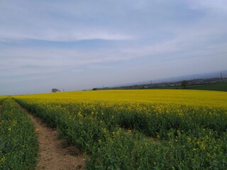Fototapeta na wymiar canola rapeseed field