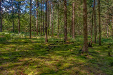 Fototapeta premium Wald