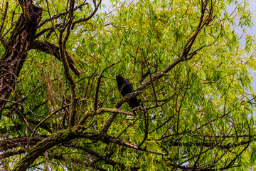 A close-up shot of a black bird perched on a tree in a forest