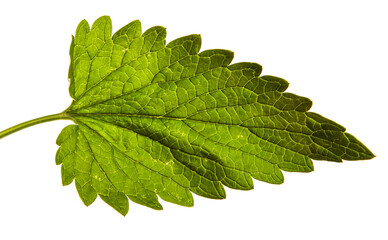 green sprout of mint lemon balm on a white background