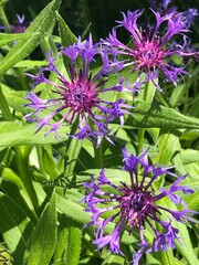 Rocky Mountain alpine wildflowers in purple and fuchsia, Aspen, Colorado