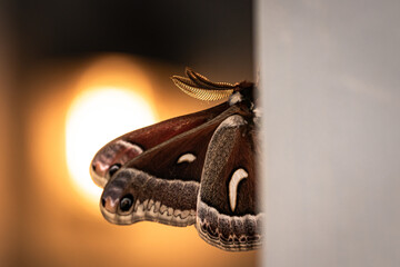 Macro of Pandora Moth.