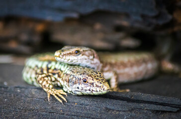 The pair of lizard in a love on a wooden board