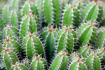 Green cacti with large needles. Cactus garden, natural background