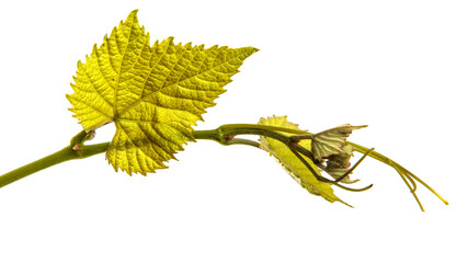 green vine leaf on white background