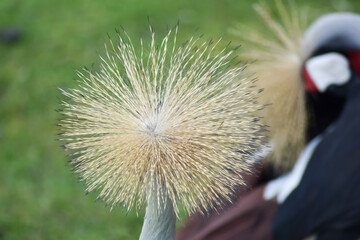 Kolorowy ptak Koronnik szary na zielonej trawie. © Krzysztof Głowacki