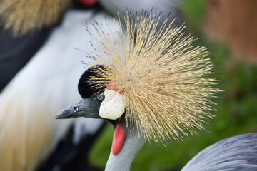 Kolorowy ptak Koronnik szary na zielonej trawie. © Krzysztof Głowacki