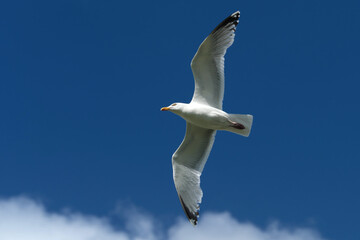 A seagull flying high in the air and blue sky with white clouds in fine weather - Stockphoto