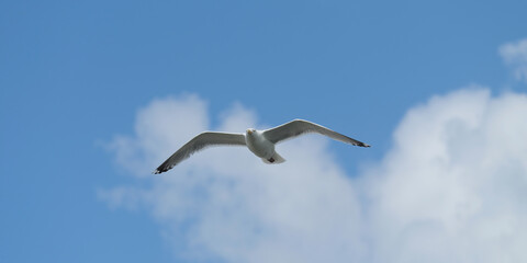 A seagull flying high in the air and blue sky with white clouds in fine weather - Stockphoto