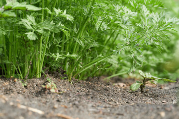 young vegetable sprouts grow from the ground, close view