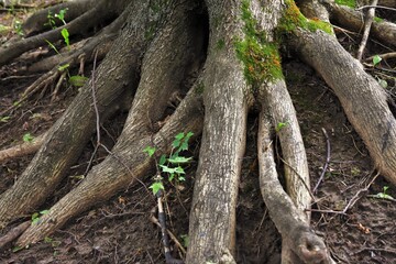Tree roots in the woods