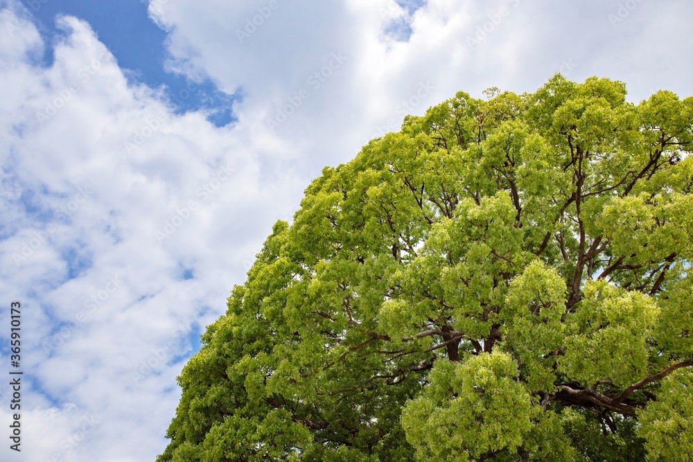 Canvas Prints view on isolated branch with green leaves tree against blue sky