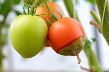 Diseases of tomatoes. Tomatoes stricken Phytophthora or Phytophthora infestans. Fighting Phytophthora. Concept of healthy and eco food and gardening.