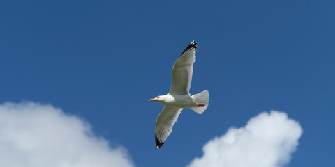 A seagull flying high in the air and blue sky with white clouds in fine weather - Stockphoto