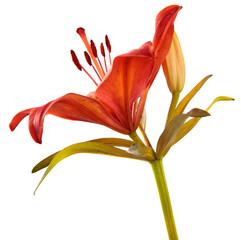 orange blooming lily flower on white background