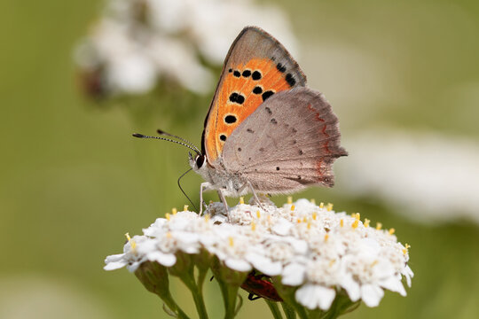Macro photo of a Small Copper butterfly (Lycaena phlaeas) resting on white flower in summer