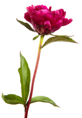 red blooming peony flower on white background