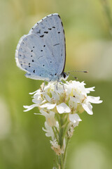 Provencal short-tailed blue butterfly (Cupido alcetas) on white wild flower. 