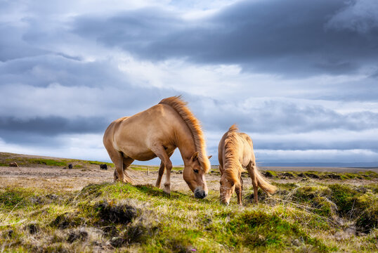 Horses in Iceland. Horse and pony on the Westfjord in Iceland. Composition with wild animals. Classic icelandic landscape in the summer. Travel - image