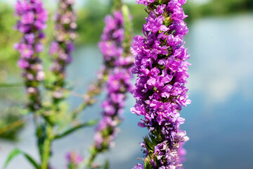 Pink flowers of Lythrum salicaria on the lake shore.