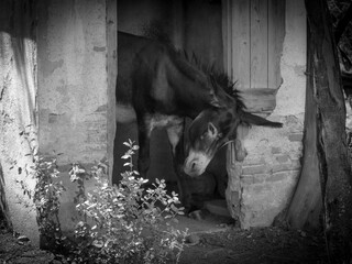C&eacute;ret is a commune in the Pyr&eacute;n&eacute;es-Orientales department in southern France. It is the capital of the historic Catalan comarca of Vallespir