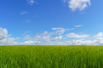 Fresh green barley field and blue cloudy sky. ideal for nature background