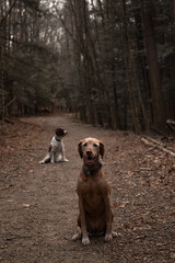 dogs in the woods