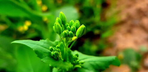 close up of a fern leaf