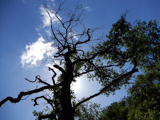 tree and sky