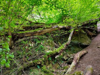 Fallen trees