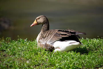 Domestic ducks in the village on the green grass