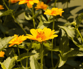 yellow chrysanthemum flower chamomile yellow flower yellow flower in the garden 