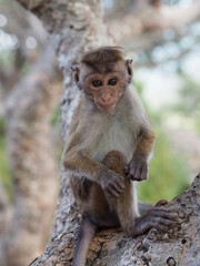 Young macaque monkey sitting on a tree 
