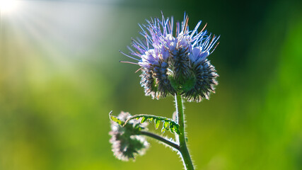 Blume im Sonnenlicht