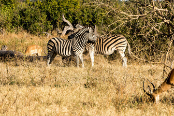 Chobe National Park, Botswana