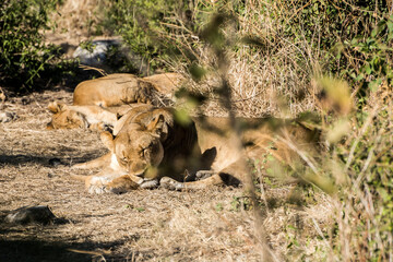 Chobe National Park, Botswana