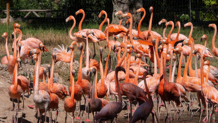 Obraz premium different shots of beautiful and colorful flamingos