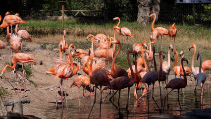 Obraz premium different shots of beautiful and colorful flamingos